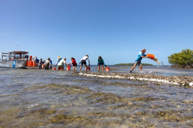 volunteers emptying buckets of shells
